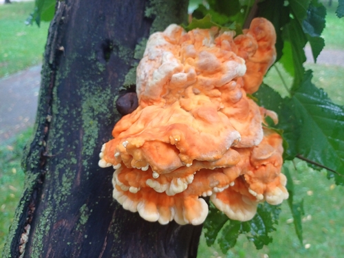 chicken of the woods