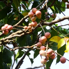 Aphanamixis polystachya