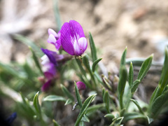 Astragalus spatulatus