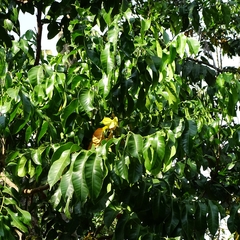 Aphanamixis polystachya