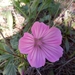 Malope malacoides - Photo (c) Karim Haddad, some rights reserved (CC BY), uploaded by Karim Haddad