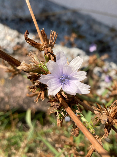 chicory