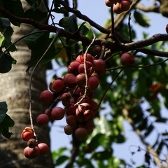 Aphanamixis polystachya