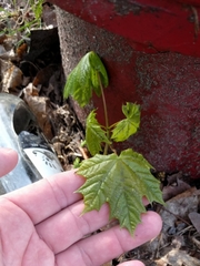 Acer platanoides