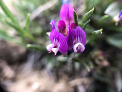 Astragalus spatulatus