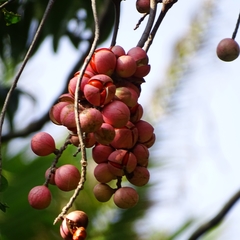 Aphanamixis polystachya