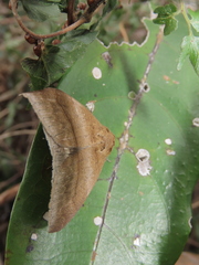 Ophisma