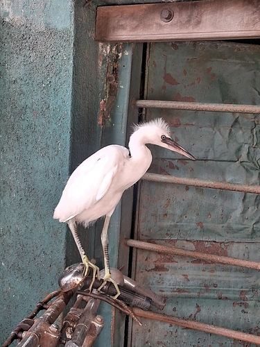 Little Egret