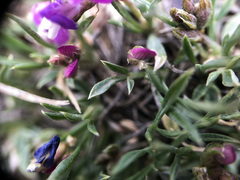Astragalus spatulatus