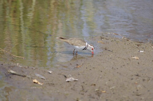 iNaturalist image