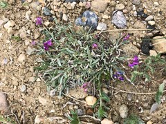 Astragalus spatulatus