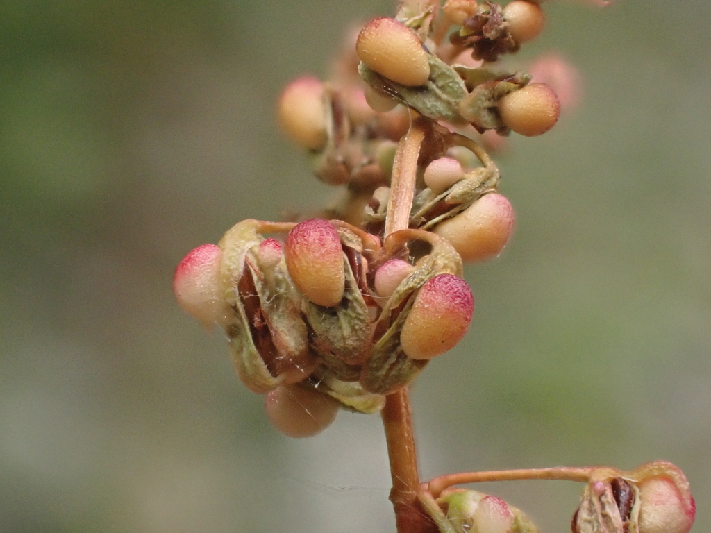 Rumex conglomeratus; photograph (c) John Lyden, some rights reserved (CC BY)