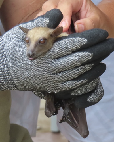 Straw-coloured Fruit Bat