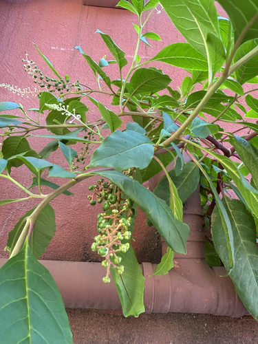 American pokeweed