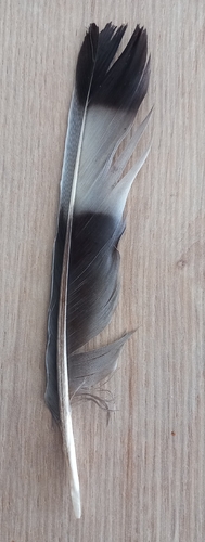 Plume de Pigeon ramier