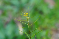 Sisymbrium erysimoides, photograph (c) Kym Nicolson, some rights reserved (CC BY)