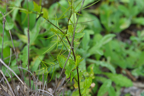 Sisymbrium erysimoides, photograph 3