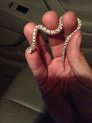 Phyllorhynchus decurtatus