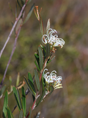 Grevillea humilis, photograph 1