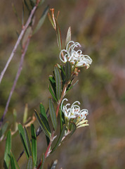 Grevillea humilis, photograph (c) Lachlan Copeland, some rights reserved (CC BY-SA)