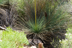 Xanthorrhoea quadrangulata, photograph (c) Kym Nicolson, some rights reserved (CC BY)