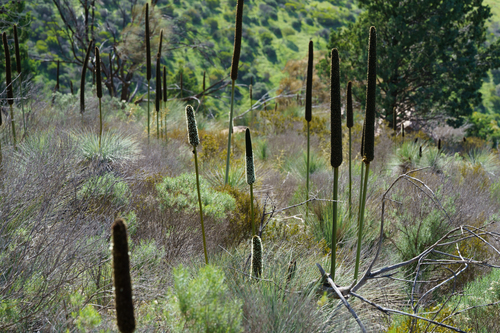Xanthorrhoea quadrangulata, photograph 5