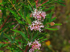 Grevillea humilis