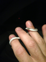 Phyllorhynchus decurtatus