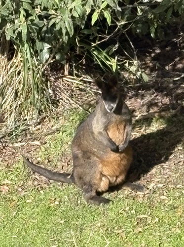 Swamp Wallaby