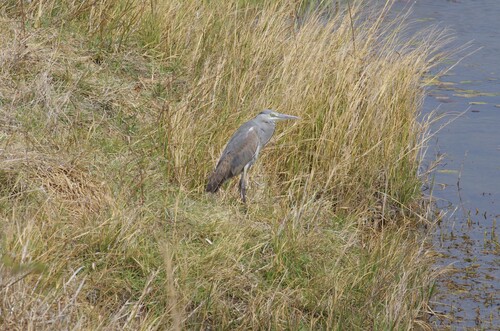 Grey Heron