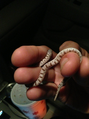 Phyllorhynchus decurtatus