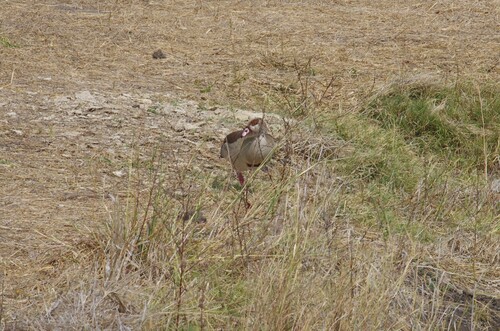 Egyptian Goose