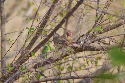 Red-billed Firefinch