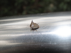 Alcimocoris japonensis