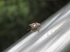 Alcimocoris japonensis