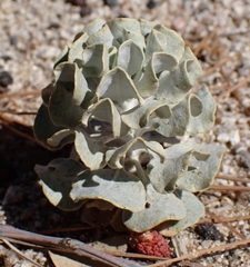 Eriogonum saxatile, photograph author not stated, no rights reserved