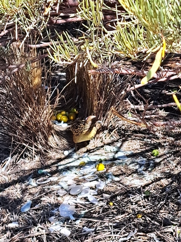 Western Bowerbird