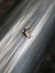 Alcimocoris japonensis