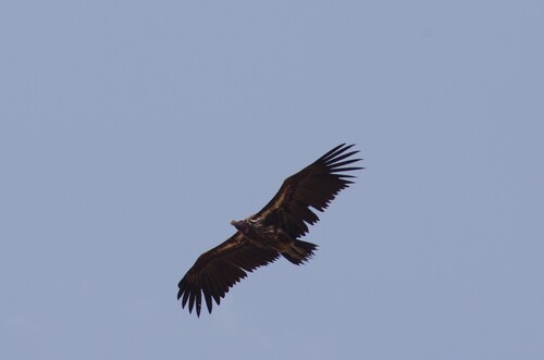 Lappet-faced Vulture