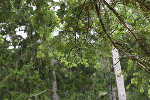 Abies alba, photograph 5