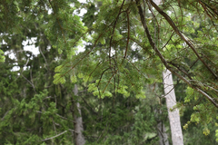 Abies alba, photograph (c) Matteo Martini, some rights reserved (CC BY)