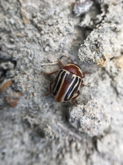 Zygogramma conjuncta conjuncta