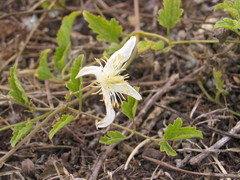 Clematis brachiata