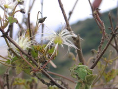 Clematis brachiata