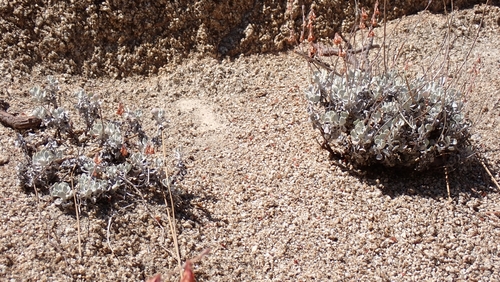 Eriogonum saxatile, photograph 4