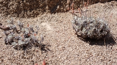 Eriogonum saxatile, photograph author not stated, no rights reserved