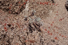 Eriogonum saxatile, photograph author not stated, no rights reserved