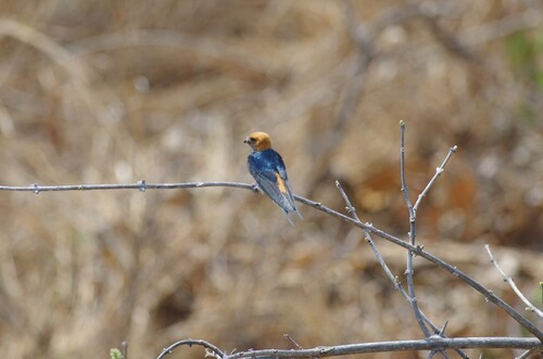 Lesser Striped Swallow