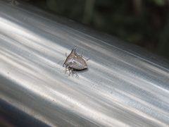 Alcimocoris japonensis
