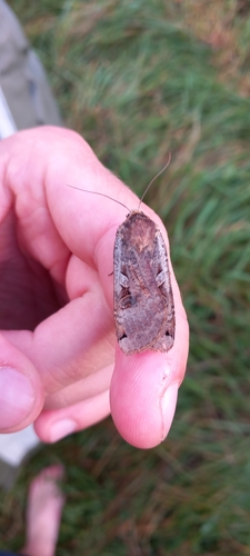Large Yellow Underwing
